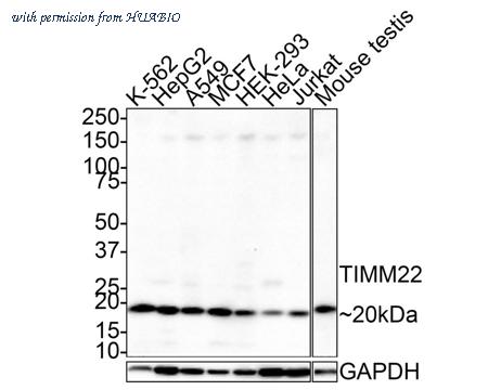 HUABIO HA721373 image 1