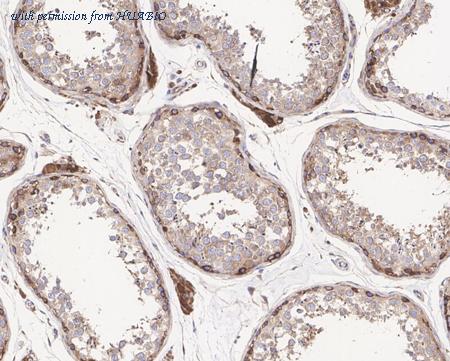 HUABIO HA721373 image 2