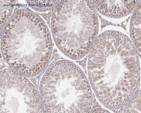 HUABIO HA721373 image 3