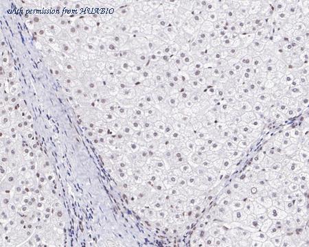 HUABIO HA721374 image 2