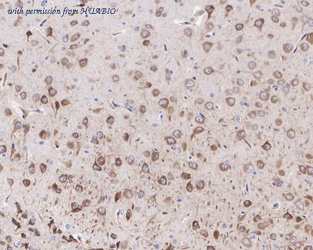 HUABIO HA721375 image 3