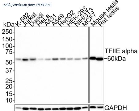 HUABIO HA721376 image 1