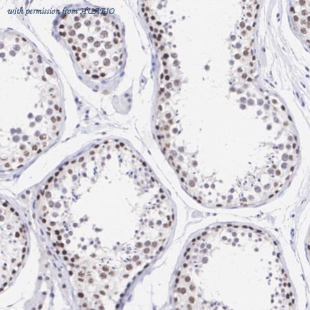 HUABIO HA721376 image 3