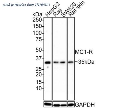 HUABIO HA721377 image 1