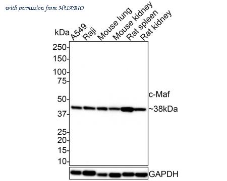 HUABIO HA721378 image 1