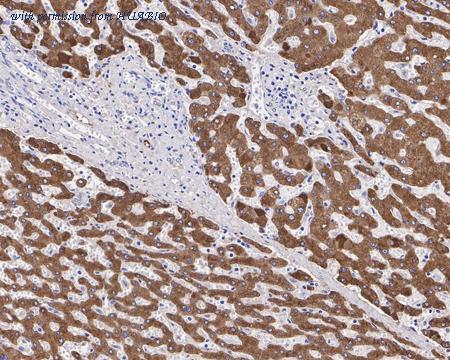 HUABIO HA721381 image 3