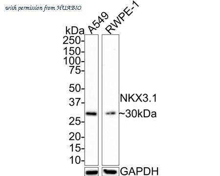 HUABIO HA721383 image 1