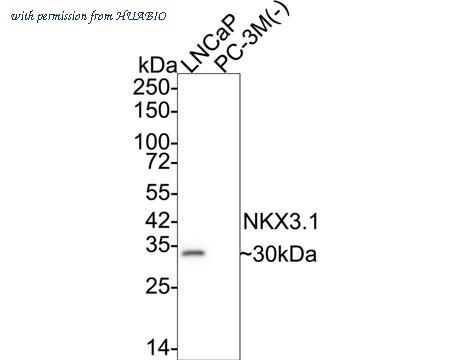 HUABIO HA721383 image 2