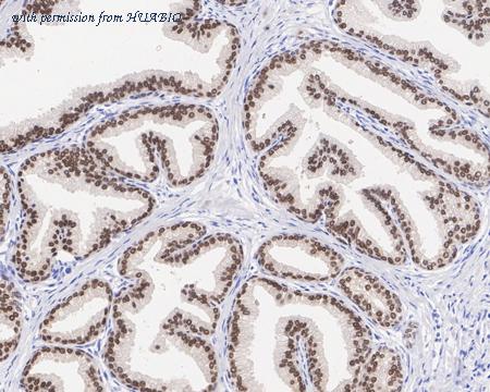 HUABIO HA721383 image 3