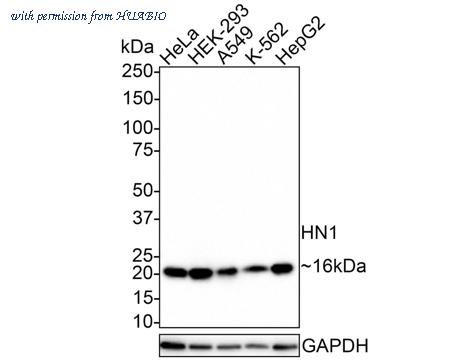 HUABIO HA721384 image 1