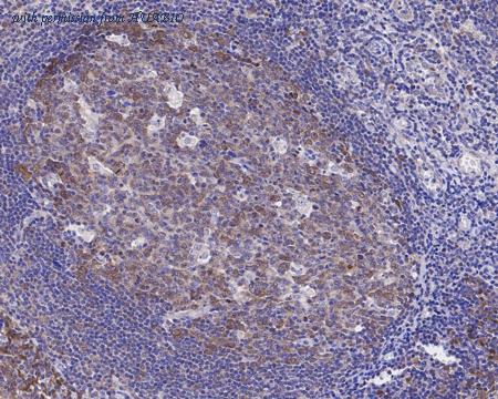 HUABIO HA721384 image 2