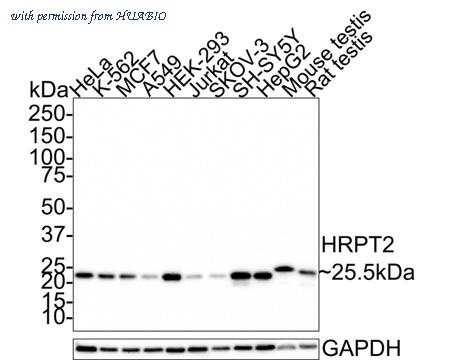 HUABIO HA721385 image 1