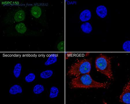 HUABIO HA721385 image 2