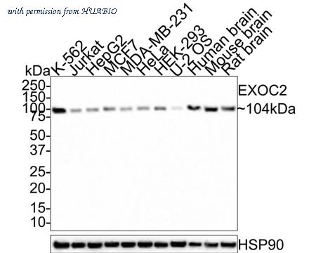 HUABIO HA721386 image 1