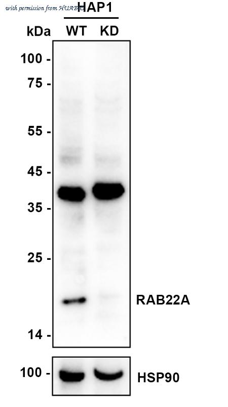 HUABIO HA721387 image 1