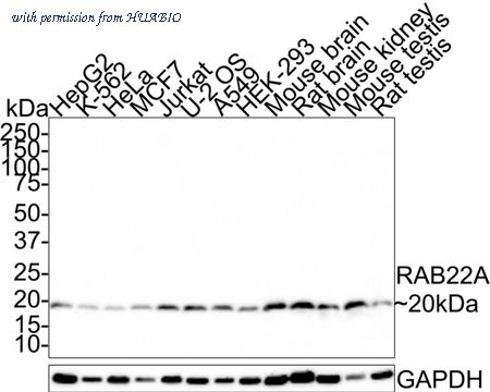 HUABIO HA721387 image 2