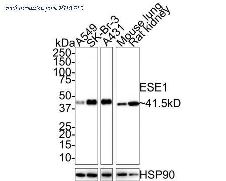 HUABIO HA721388 image 1
