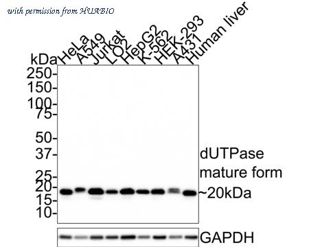 HUABIO HA721389 image 1
