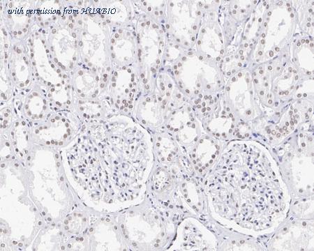 HUABIO HA721390 image 2