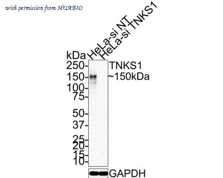 HUABIO HA721392 image 2