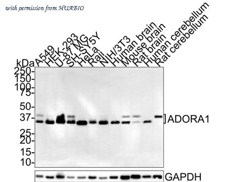 HUABIO HA721393 image 1