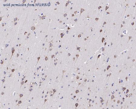 HUABIO HA721393 image 2