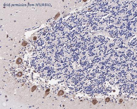 HUABIO HA721393 image 3