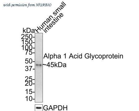 HUABIO HA721396 image 1