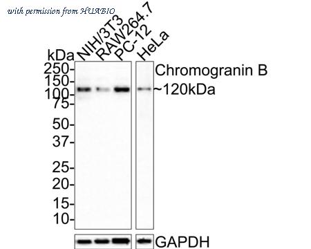 HUABIO HA721398 image 2