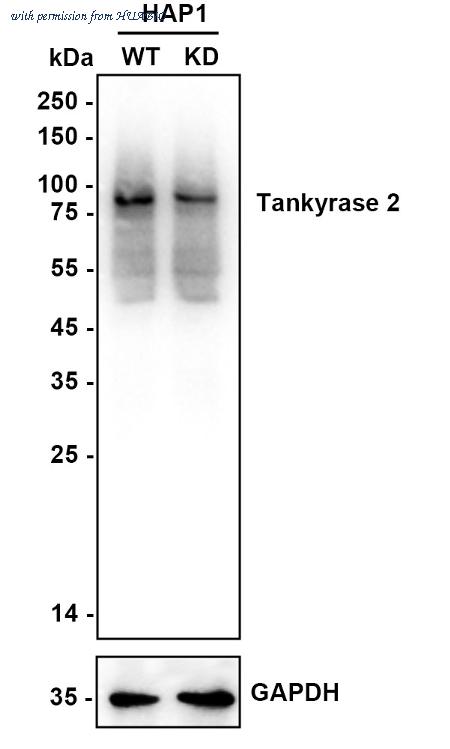 HUABIO HA721400 image 2