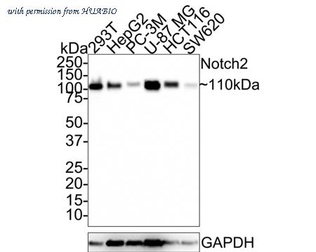 HUABIO HA721401 image 1