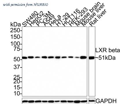HUABIO HA721403 image 1