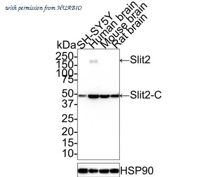 HUABIO HA721407 image 2