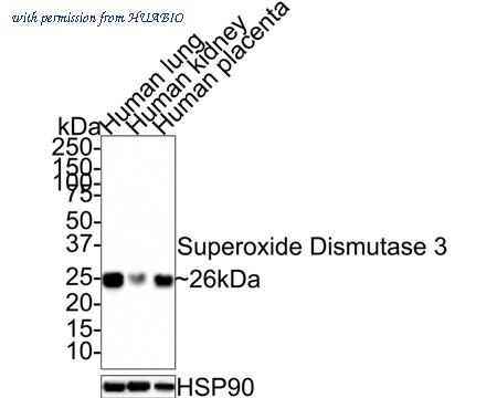 HUABIO HA721408 image 1