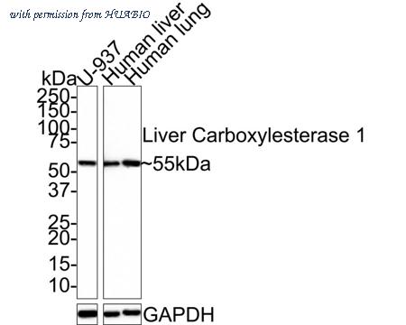 HUABIO HA721416 image 1