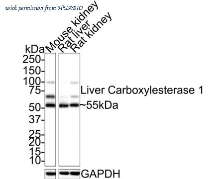 HUABIO HA721416 image 2