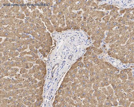 HUABIO HA721416 image 3