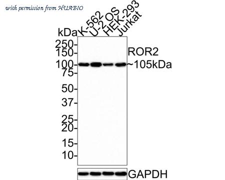 HUABIO HA721417 image 1