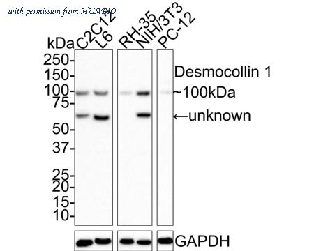 HUABIO HA721418 image 1