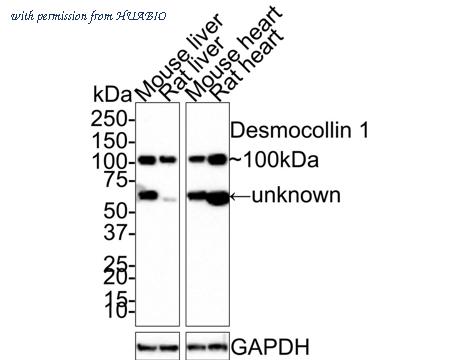 HUABIO HA721418 image 2
