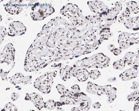 HUABIO HA721419 image 3