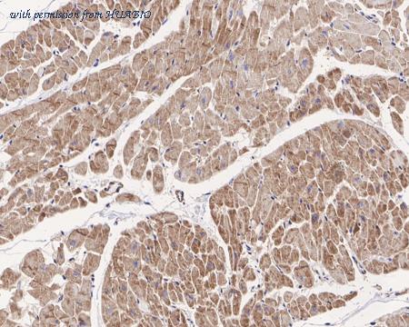 HUABIO HA721422 image 2