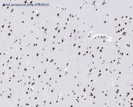 HUABIO HA721424 image 2