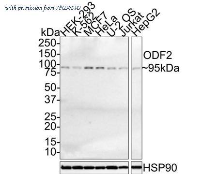 HUABIO HA721425 image 1