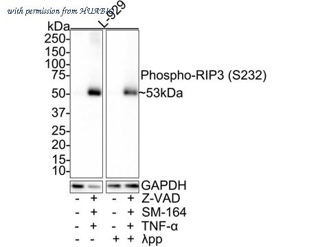 HUABIO HA721428 image 1
