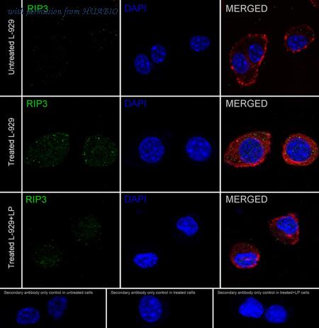 HUABIO HA721428 image 2