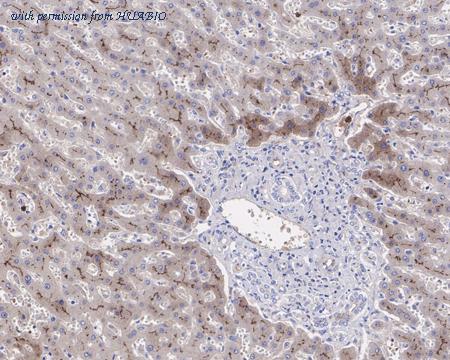 HUABIO HA721436 image 2