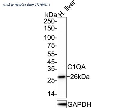 HUABIO HA721439 image 2