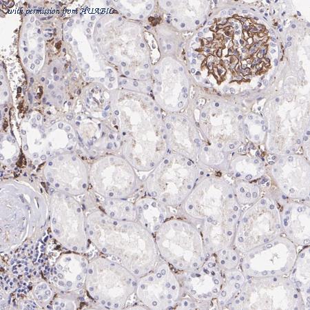 HUABIO HA721439 image 3