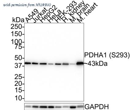 HUABIO HA721443 image 1